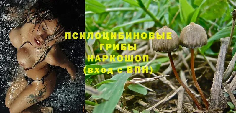 Галлюциногенные грибы Magic Shrooms  закладка  Тулун 